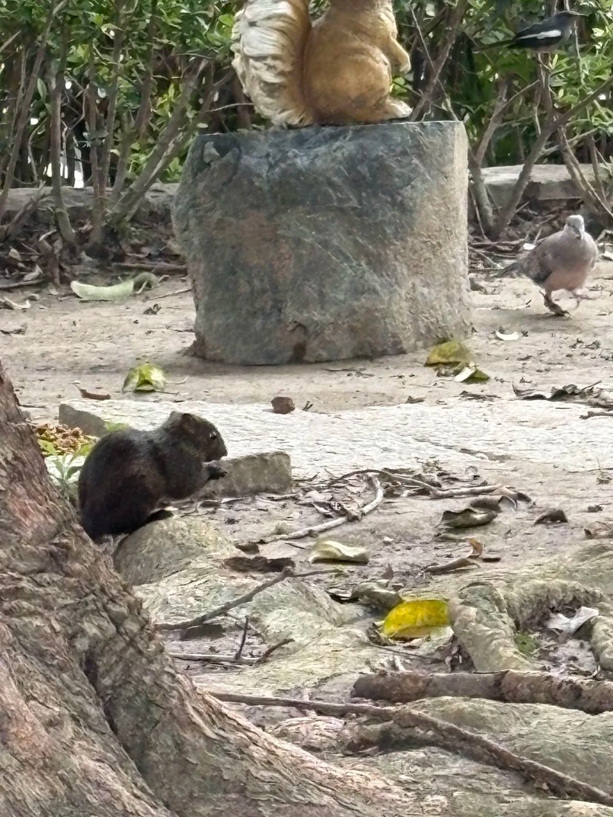 木の根のところにいるリスと、奥を歩く鳩